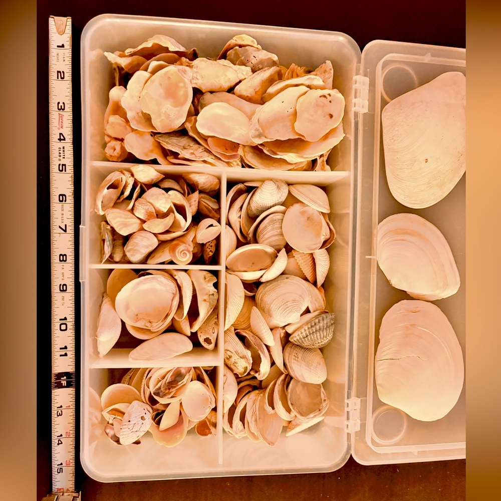 Large lot of bivalve seashells